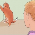 Calmare un gatto in calore