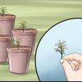 Condivisione di una pianta di lavanda