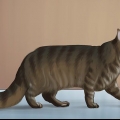 Identificazione di un maine coon