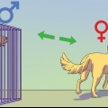 Calmare un cane maschio quando una femmina è in calore
