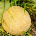 Fai maturare un melone
