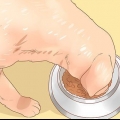 Dare da mangiare a una mamma cagnolina
