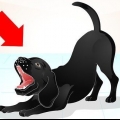 Addestrare un labrador dispettoso
