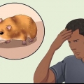 Catturare un criceto fuggito