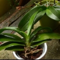 Rinvasare un'orchidea