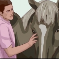 Insegna a un cavallo