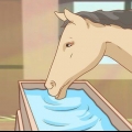 Nutrire un cavallo