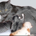 Dare da mangiare a un gattino appena nato