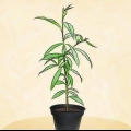 Piantare un albero di pesco