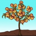 Potare un albero di pesco