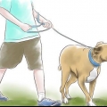 Allevare un pitbull