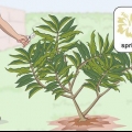 Potare una plumeria