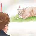 Combattere un puma