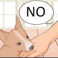 Come impedire a un cucciolo di mordere