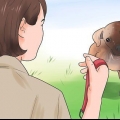 Addestrare un cucciolo a camminare al guinzaglio