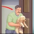 Addestrare un cucciolo in un appartamento