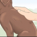 Identificazione di un cucciolo di razza labrador retriever