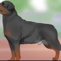 Identificare un rottweiler