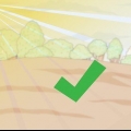 Coltivare un albero di sandalo