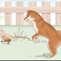 La scelta di un cucciolo di shiba inu