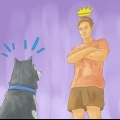 Addestrare un husky siberiano