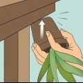 Far rivivere una pianta di aloe vera morente