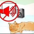 Confortare un gatto morente