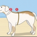 Lavorare a maglia un maglione per un cane