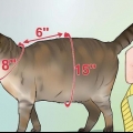 Realizzare un'imbracatura per il tuo gatto paffuto