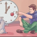 Accogli un secondo gatto e non far arrabbiare il vecchio gatto