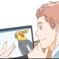 Comprare un cockatiel