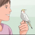 Addestrare un cockatiel a parlare