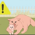 Catturare un gattino randagio
