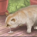 Trattare un gatto avvelenato