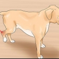 Trattare una distorsione in un cane