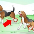 Come trattare una caviglia slogata in un cane