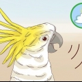Lascia che un uccello in casa stia zitto