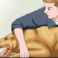 Come rimuovere una coda di volpe dal naso di un cane