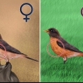 Distinguere una femmina di pettirosso da un maschio