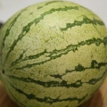 Selezione di un cocomero