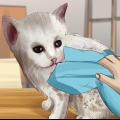 Lava un gattino orfano