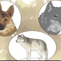 Tenere un lupo come animale domestico