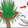 Potare una yucca