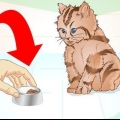 Far mangiare un gattino malato