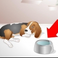 Aiutare un cane malato a bere