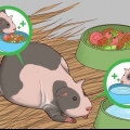 Aiutare una cavia incinta