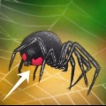 Identificazione di una vedova nera