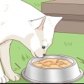 Adotta un gatto randagio