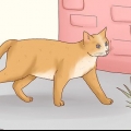 Addomestica un gatto randagio