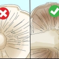 Identificazione dei funghi commestibili